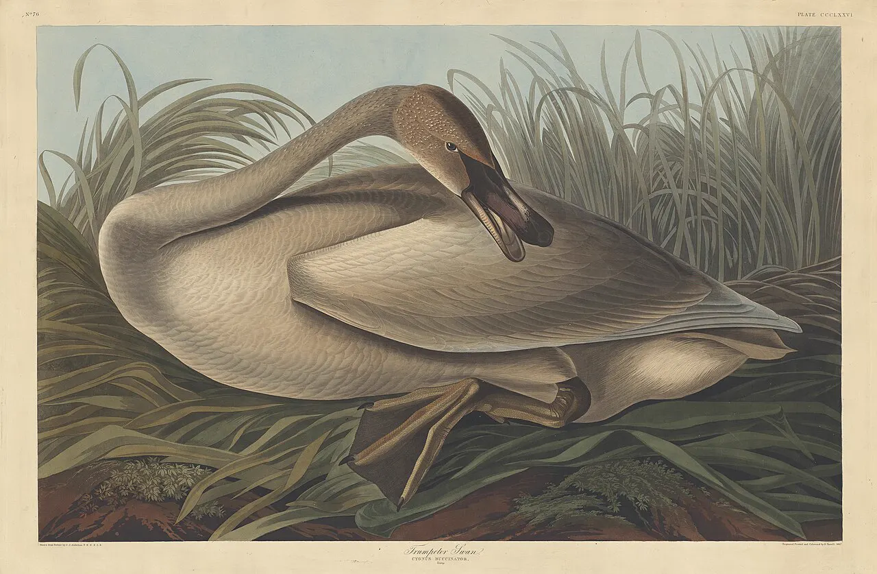 Gravura antiga de um cisne a arranjar as penas entre juncos